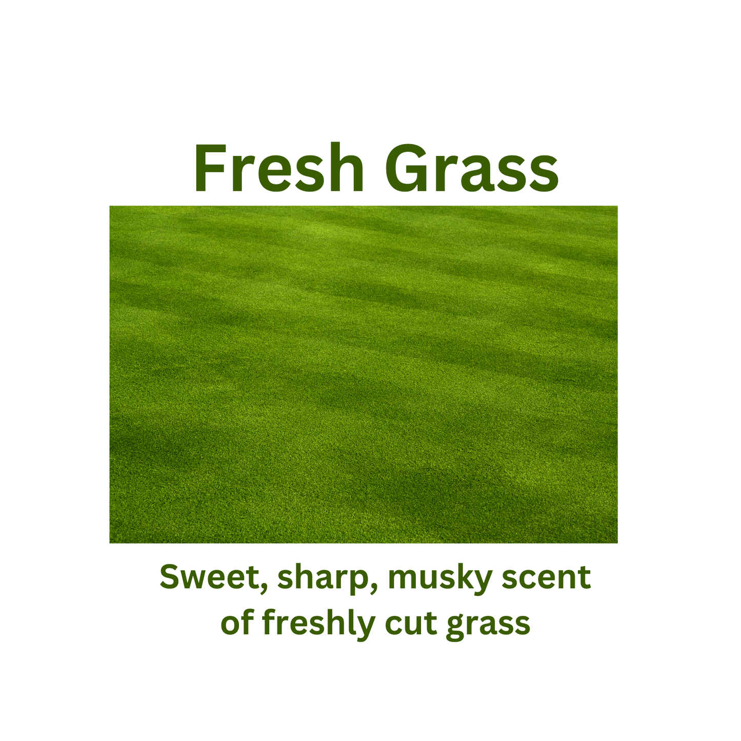 Fresh Grass - WaxettyFresh GrassWax Melt