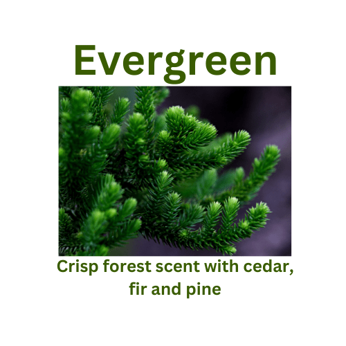 Evergreen - WaxettyEvergreenWax Melt