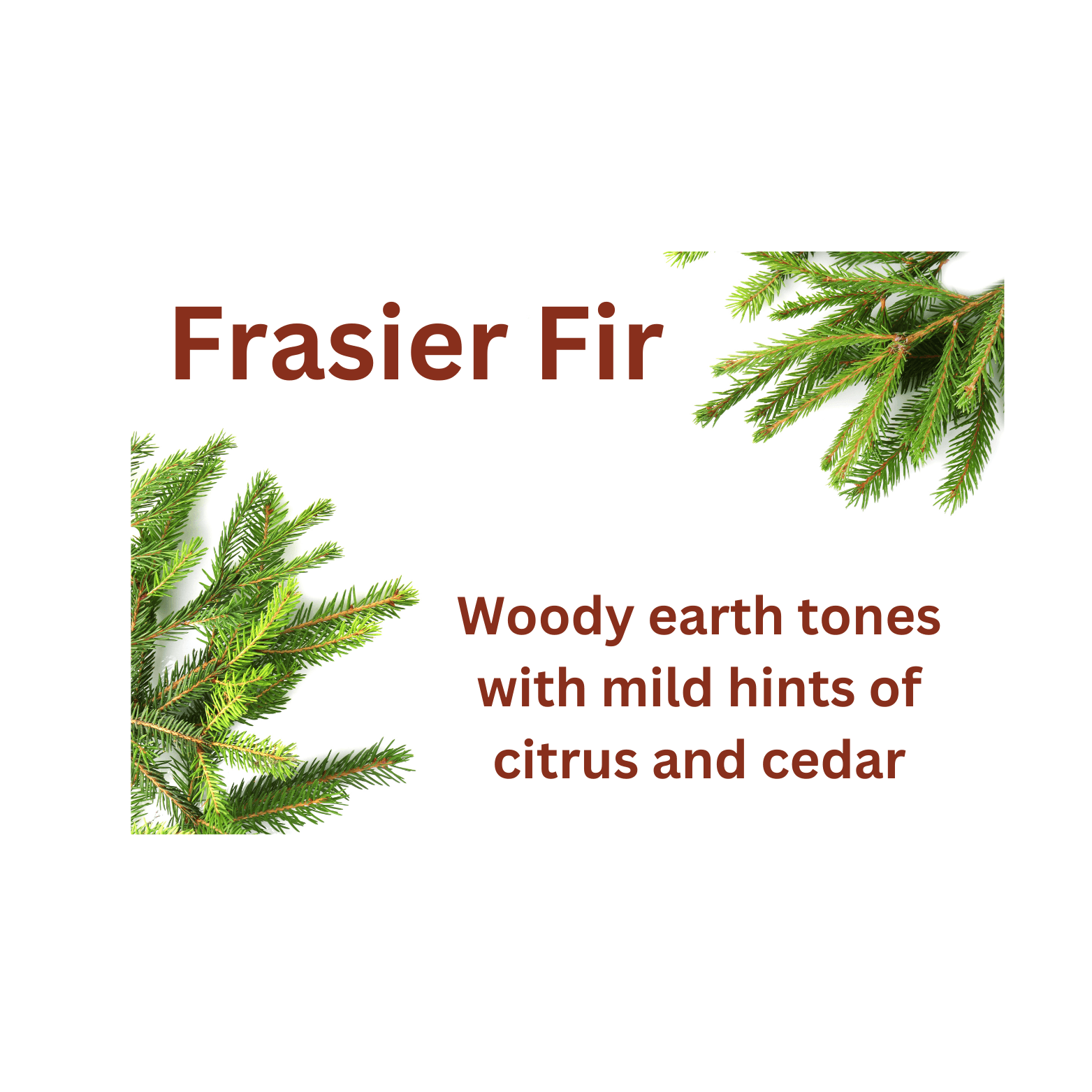 Frasier Fir - WaxettyFrasier FirWax Melt