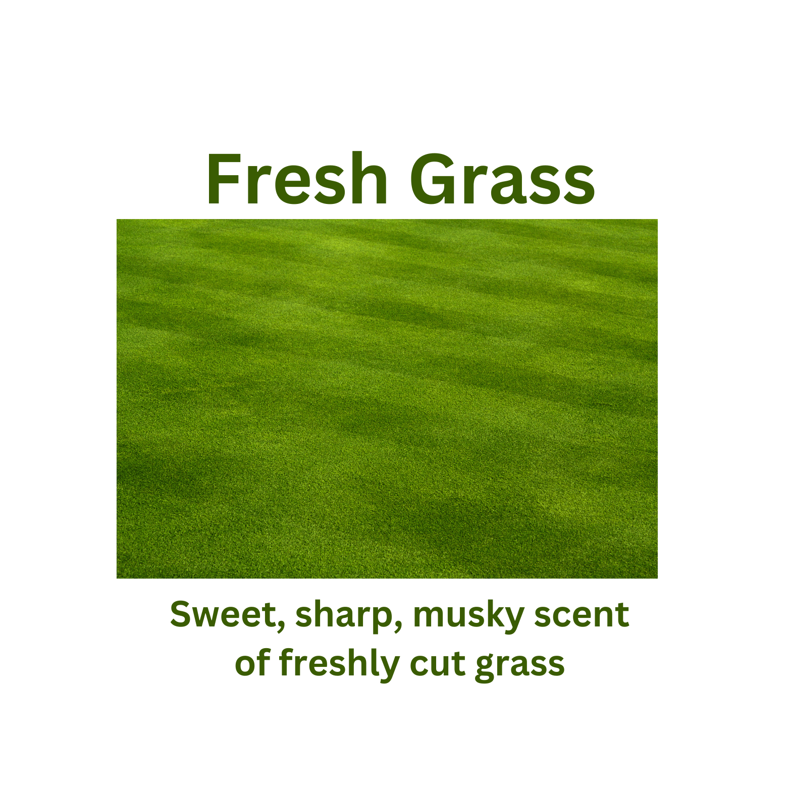 Fresh Grass - WaxettyFresh GrassWax Melt