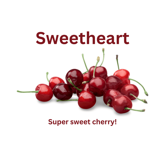 Sweetheart - WaxettySweetheartWax Melt