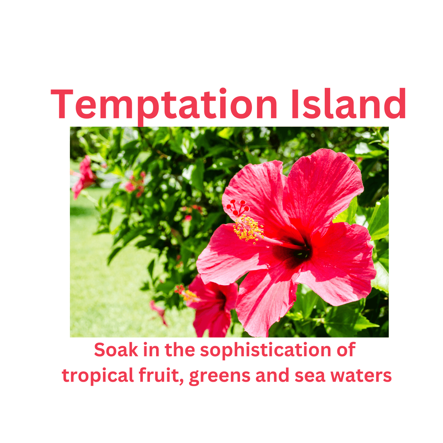 Temptation Island - WaxettyTemptation IslandWax Melt